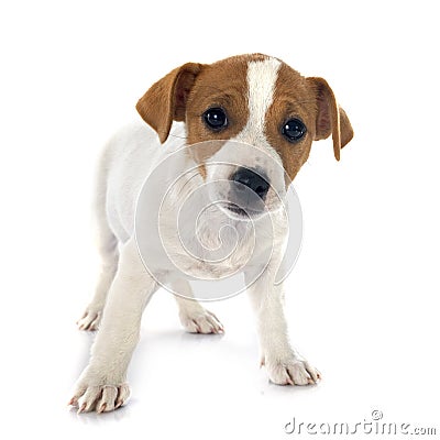 Puppy jack russel terrier Stock Photo