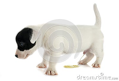 Puppy jack russel terrier Stock Photo