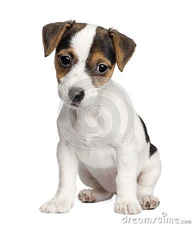 Puppy Jack russell (8 weeks) Stock Photo