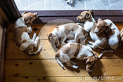 Puppy of jack russell terrier Stock Photo