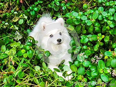 Puppy Japanese Spitz in the bushes Stock Photo