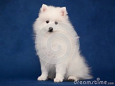 Puppy of Japanese white spitz on blue background Stock Photo