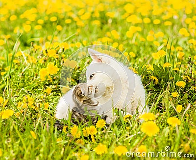 Puppy kisses kitten on the lawn of dandelions Stock Photo