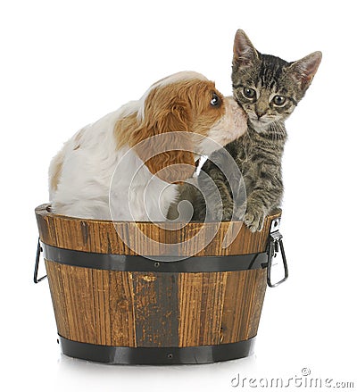 Puppy and kitten Stock Photo