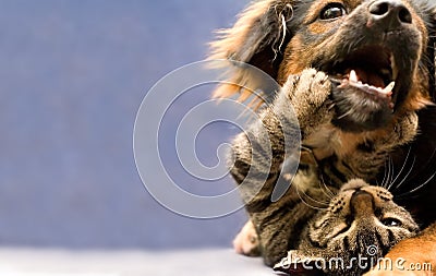 Puppy and kitten Stock Photo