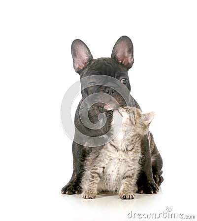 Puppy and kitten Stock Photo