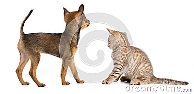 Puppy and kitten rear or back view Stock Photo