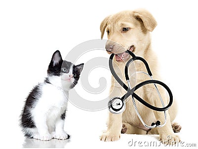 Puppy and kitten Stock Photo