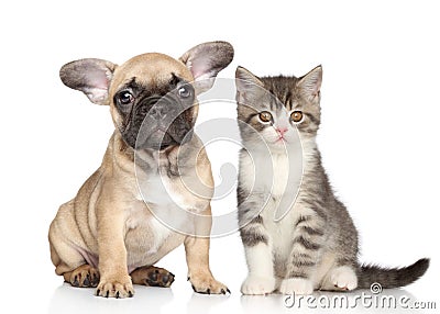 Puppy and kitten Stock Photo