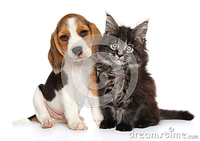 Puppy and kitten on white background Stock Photo