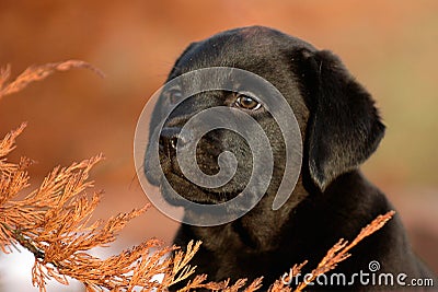 Puppy Labrador retriever Stock Photo