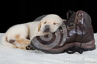 Puppy labrador sleeping on old walking shoe Stock Photo