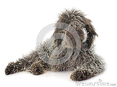 Puppy Lagotto Romagnolo Stock Photo