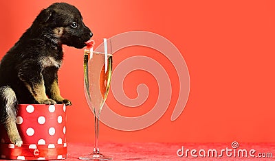 Puppy lick glass of champagne. Funny pyppy dog with champagne. Puppy and gift boxes on new year background, christmas Stock Photo