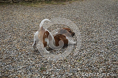 Puppy life - good morning everybody Stock Photo