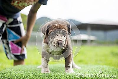 puppy light brown white cute fat on the green lawn Neapolitan Mastiff puppies mix with Bandog Stock Photo