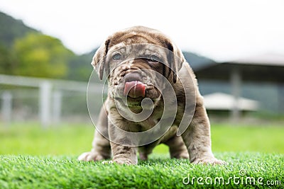 puppy light brown white cute fat on the green lawn Neapolitan Mastiff puppies mix with Bandog Stock Photo