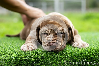 puppy light brown white cute fat on the green lawn Neapolitan Mastiff puppies mix with Bandog Stock Photo