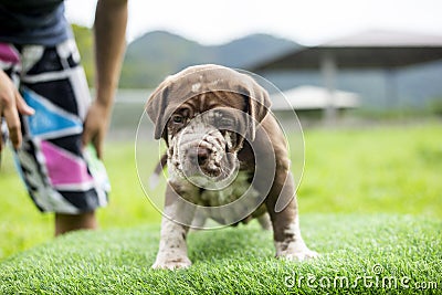 puppy light brown white cute fat on the green lawn Neapolitan Mastiff puppies mix with Bandog Stock Photo