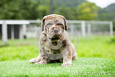 puppy light brown white cute fat on the green lawn Neapolitan Mastiff puppies mix with Bandog Stock Photo
