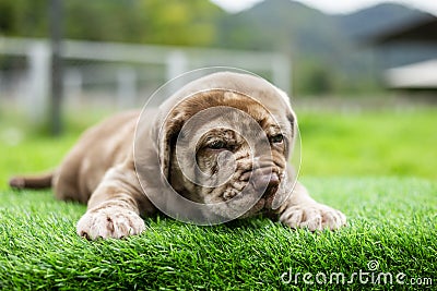 puppy light brown white cute fat on the green lawn Neapolitan Mastiff puppies mix with Bandog Stock Photo