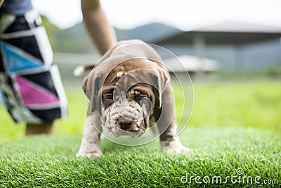 puppy light brown white cute fat on the green lawn Neapolitan Mastiff puppies mix with Bandog Stock Photo