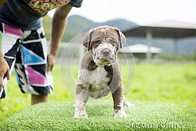 puppy light brown white cute fat on the green lawn Neapolitan Mastiff puppies mix with Bandog Stock Photo