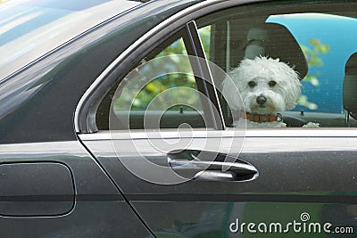 Puppy looking out from the car Stock Photo