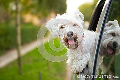 Puppy looking out the car window Stock Photo