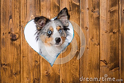 Puppy looks out of a heart hole Stock Photo