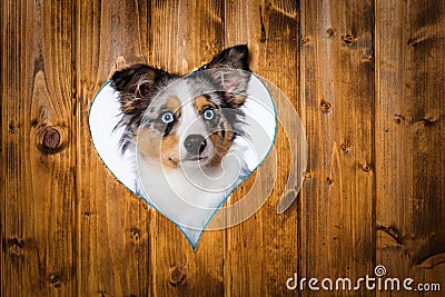 Puppy looks out of a heart hole Stock Photo