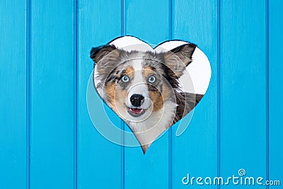 Puppy looks out of a heart hole Stock Photo