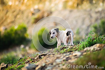 Puppy posing for a photo Stock Photo