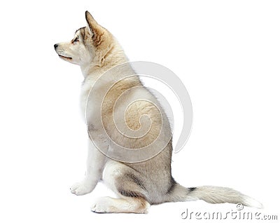 Puppy malamute dog Stock Photo