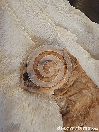 Puppy mini goldendoodle Stock Photo