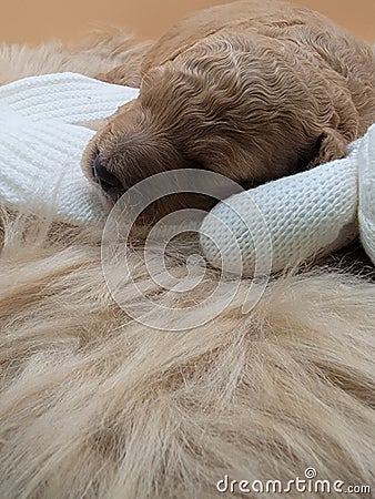 Puppy mini goldendoodle Stock Photo