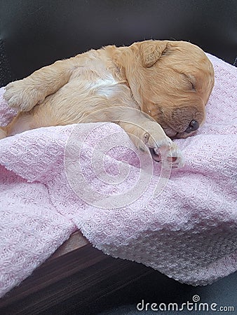 Puppy mini goldendoodle Stock Photo