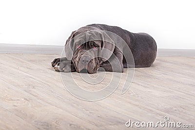 Puppy Neapolitana mastino, sitting on the floor in the studio. Dog handlers training dogs since childhood. Stock Photo