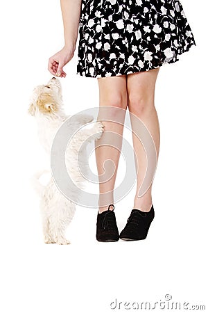 Puppy next to a woman's legs eating a treat Stock Photo