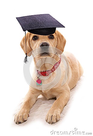 Puppy obiedience school dog wearing mortar board hat Stock Photo