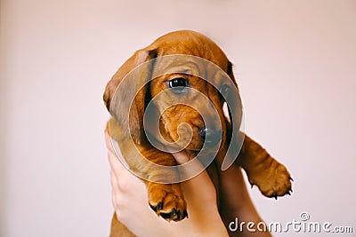 Puppy in owner`s hands Stock Photo