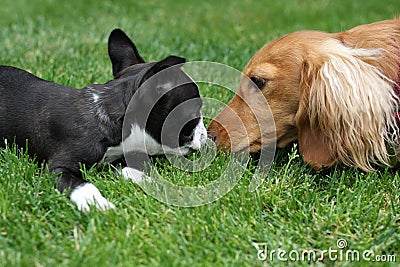 Puppy pals. Stock Photo