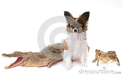 Puppy pappillon dog and caiman Stock Photo