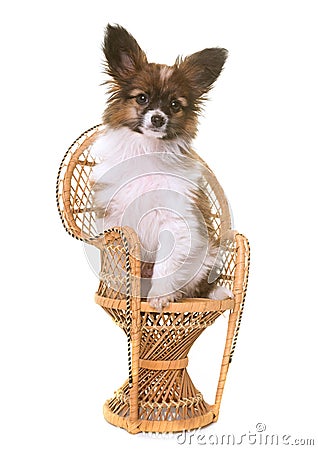 Puppy pappillon dog on chair Stock Photo