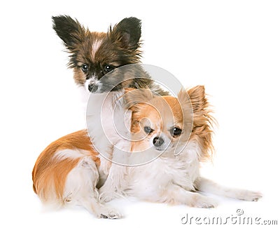 Puppy pappillon dog and chihuahua Stock Photo