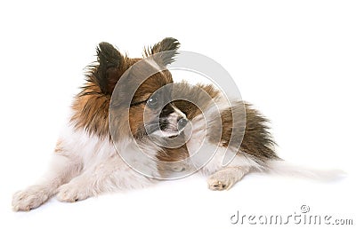 Puppy pappillon dog Stock Photo