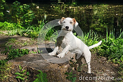 Puppy in the Park, Jack Russell Terrier dog on the background of greenery Stock Photo