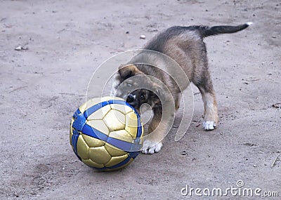 Puppy of the pet dog plays with ball Stock Photo