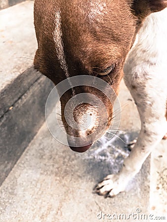 Puppy Stock Photo