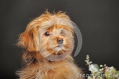 Puppy Petersburg orchid Stock Photo
